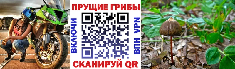 купить   Заречный  Псилоцибиновые грибы прущие грибы 
